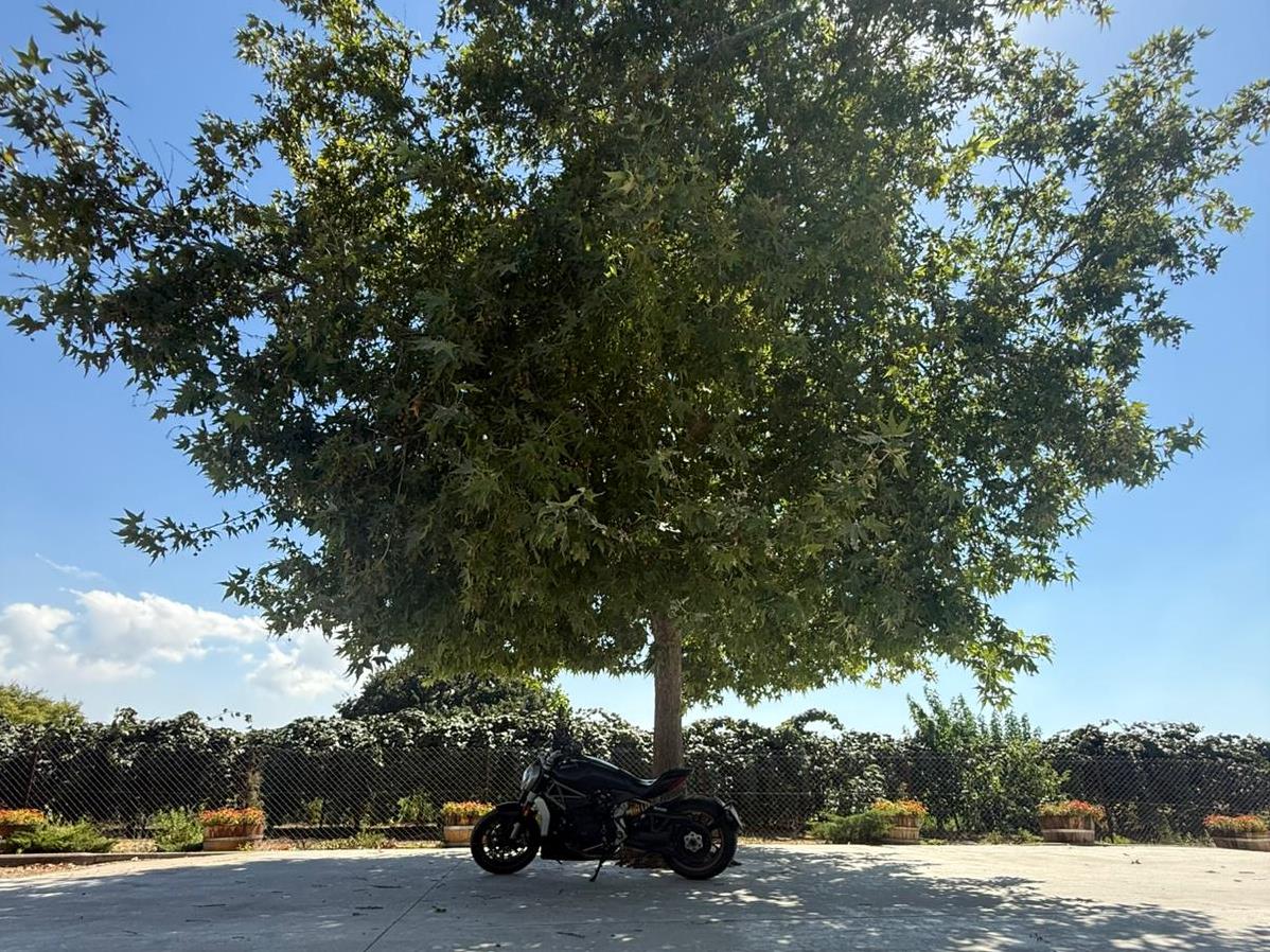 הראש בעננים – הלב על האספלט